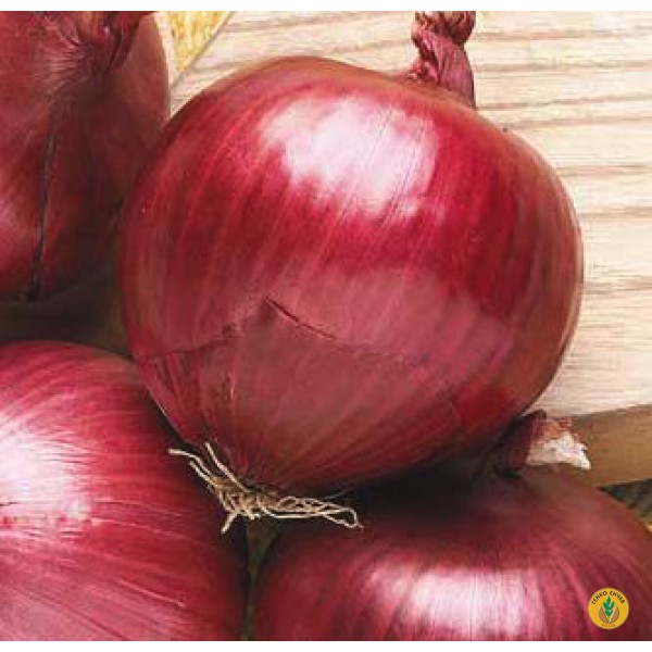 Лук Саутпорт Ред Глоуб / Southport Red Globe sel. Padana / от производител Semencoop